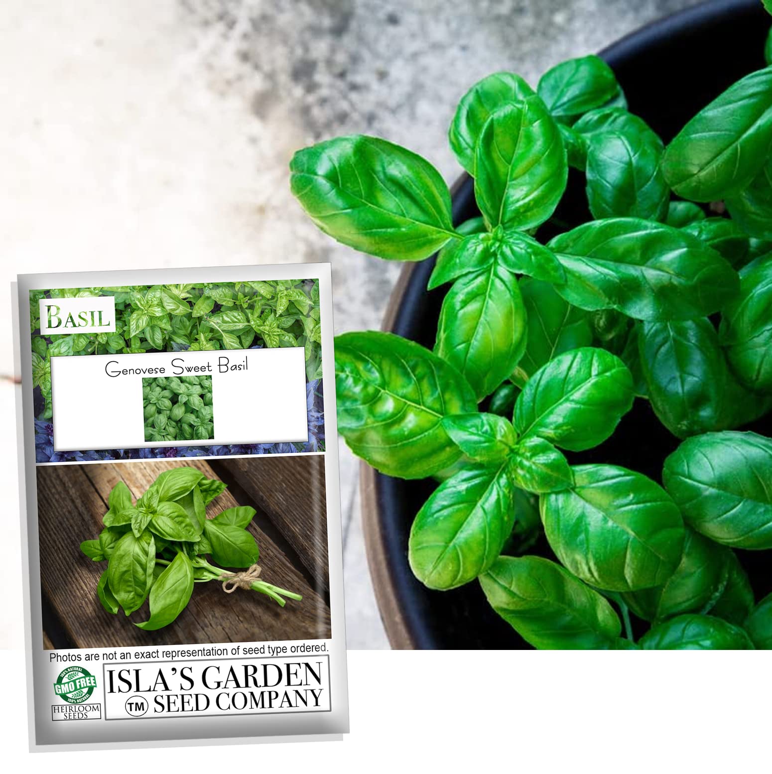 'Genovese' Sweet Basil Seeds For Planting, 500+ Heirloom Herb Seeds Per Packet, (Isla'S Garden Seeds), Non Gmo Seeds, Scientif