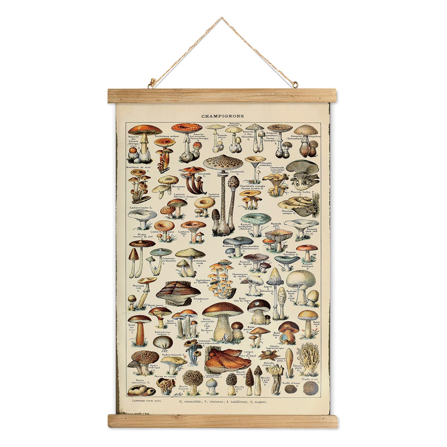 XIAOAIKA Vintage Mushroom Poster with Wooden Frame - Classic Botanical Print with Variety of Fungi Species - Retro Style Wall Ar