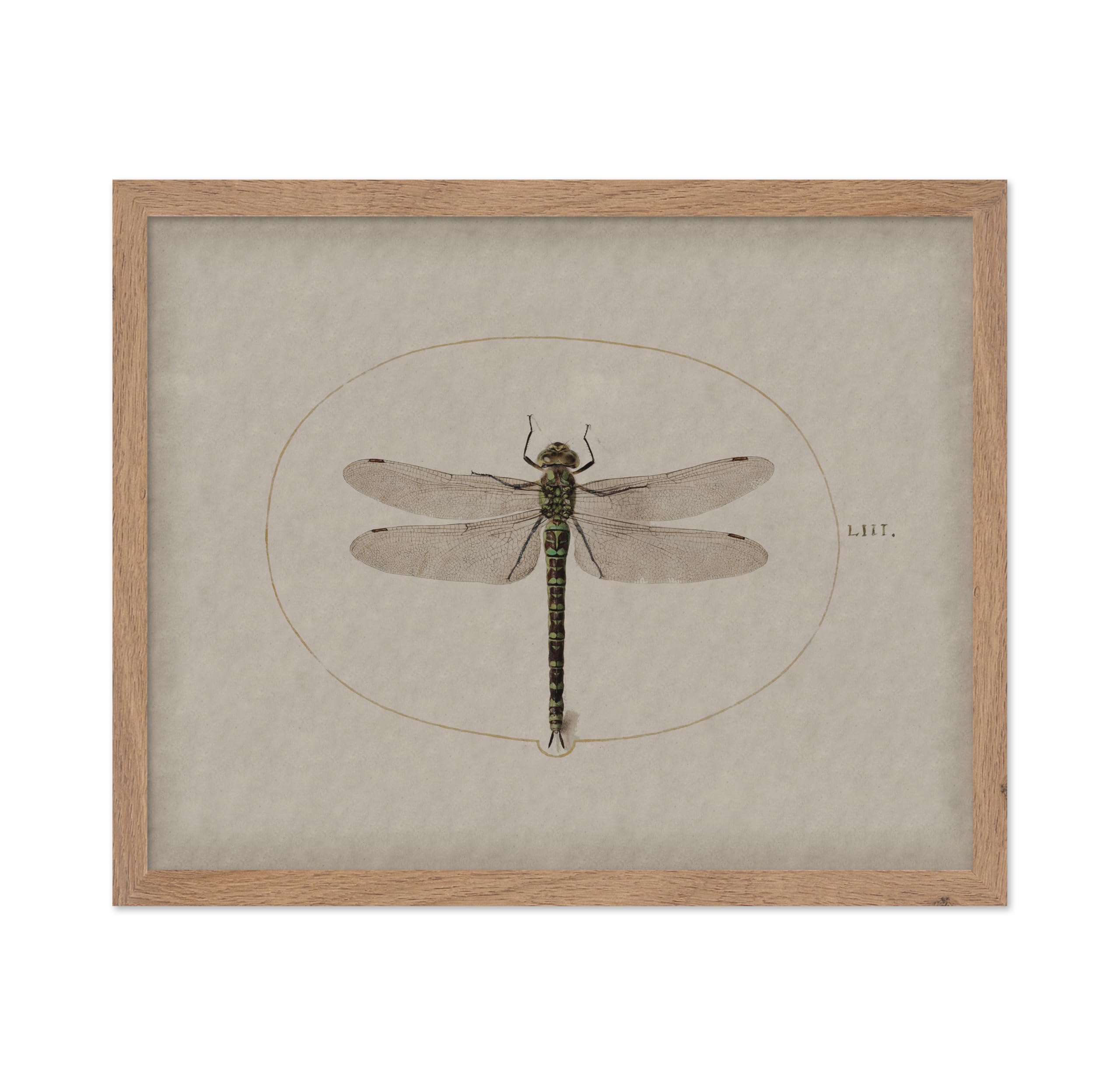 Poster Master Vintage Dragonfly Poster - Dark Academia Artwork - Unique Wall Decor Gift for Home, Living Room, Kitchen, Office, 