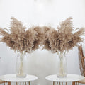 Roollya 30 Stems 28    Inch Fluffy Brown Pampas Grass Decor Tall - Natural Dried Pampas Grass, Large Pompas Grass, Dry Pampas Bu