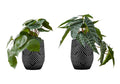 Monarch Specialties I 9559 Artificial Plant, 8' Tall, Alocasia, Set of 2, Decorative, Green Leaves