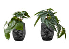 Monarch Specialties I 9559 Artificial Plant, 8' Tall, Alocasia, Set of 2, Decorative, Green Leaves