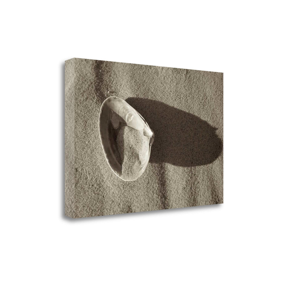 35' One Sandy Seashell Giclee Wrap Canvas Wall Art