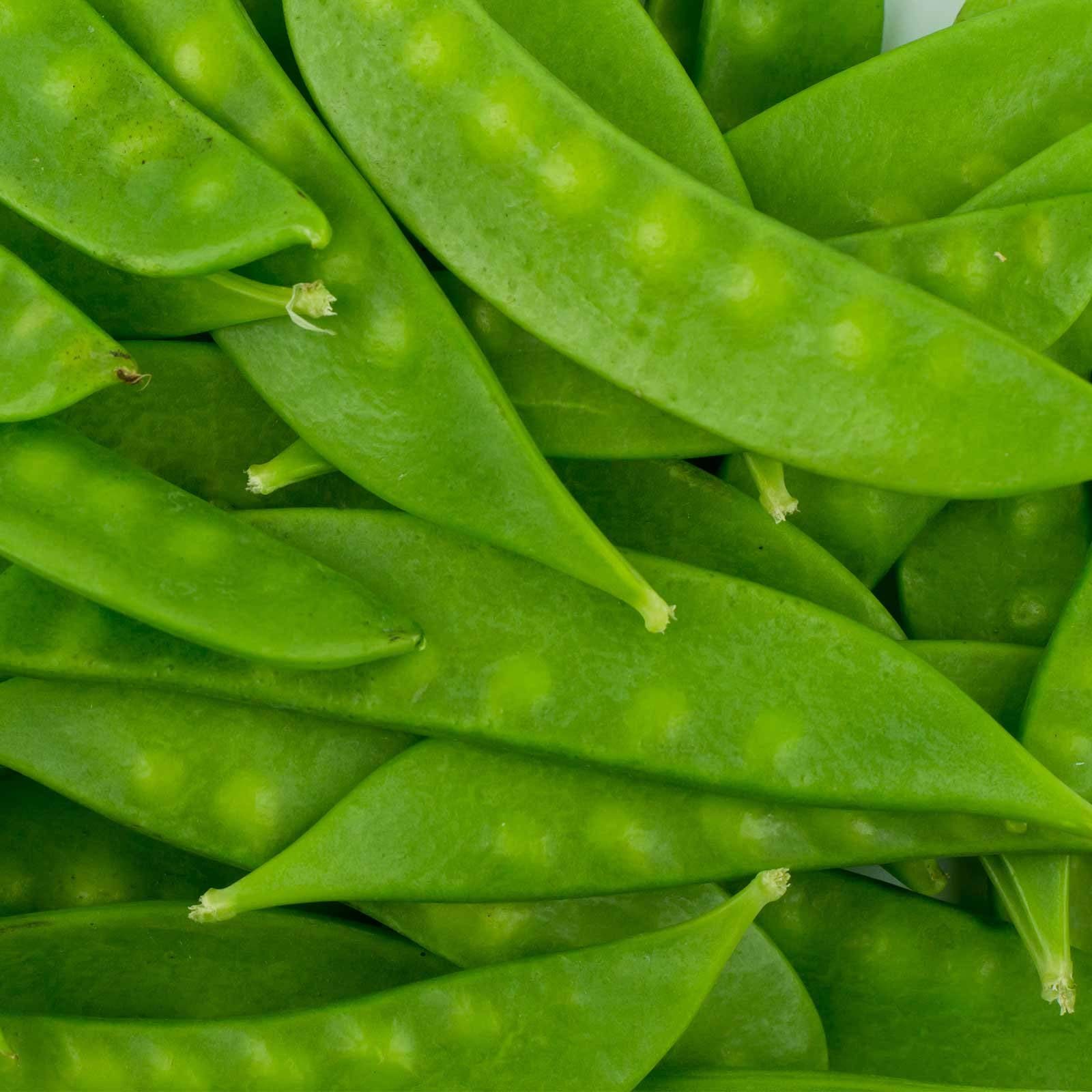 Mammoth Melting Sugar Pod Snow Pea Garden Seeds - 1 Lbs ~1,800 Seeds - Non-Gmo, Heirloom Vegetable Gardening & Microgreens Seeds