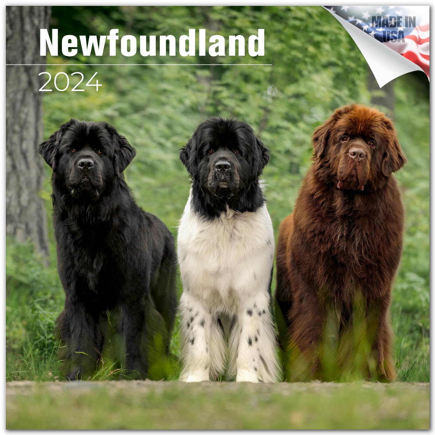 2023 2024 Newfoundland Calendar - Dog Breed Monthly Wall Calendar - 12 X 24 Open - Thick No-Bleed Paper - Giftable - Academic Te