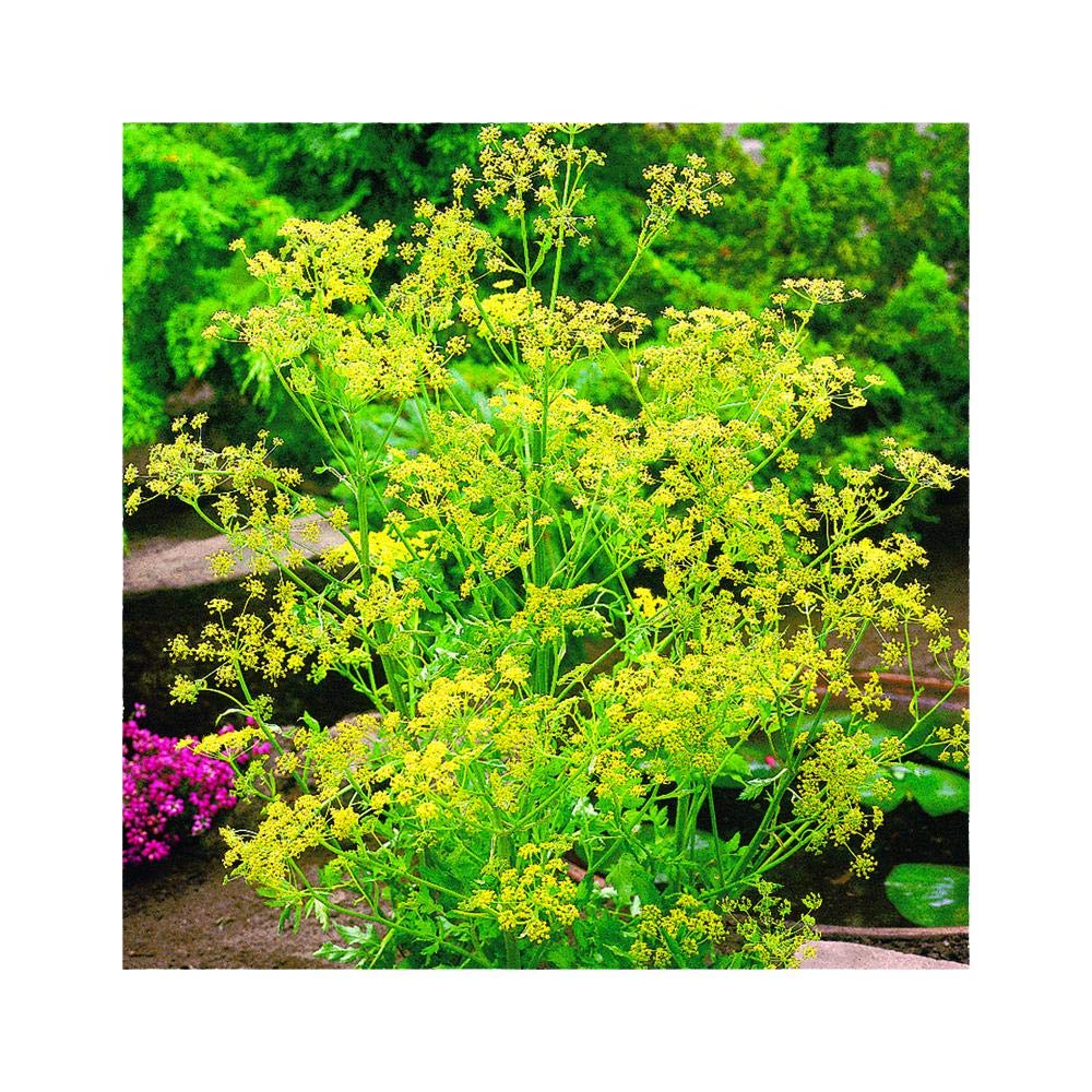 Park Seed Dill Seeds, Fragrant And Hardy Herb Garden Staple, Pack Of 100 Seeds