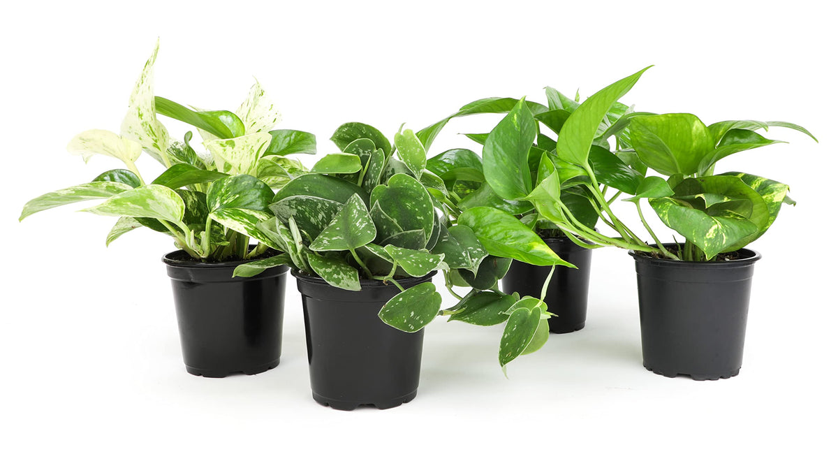 Live Pothos Plants (4Pk) Indoor Plants Live Houseplants, Pothos Live Plant House Plants, Money Plant Indoor Pothos Plant Decor,