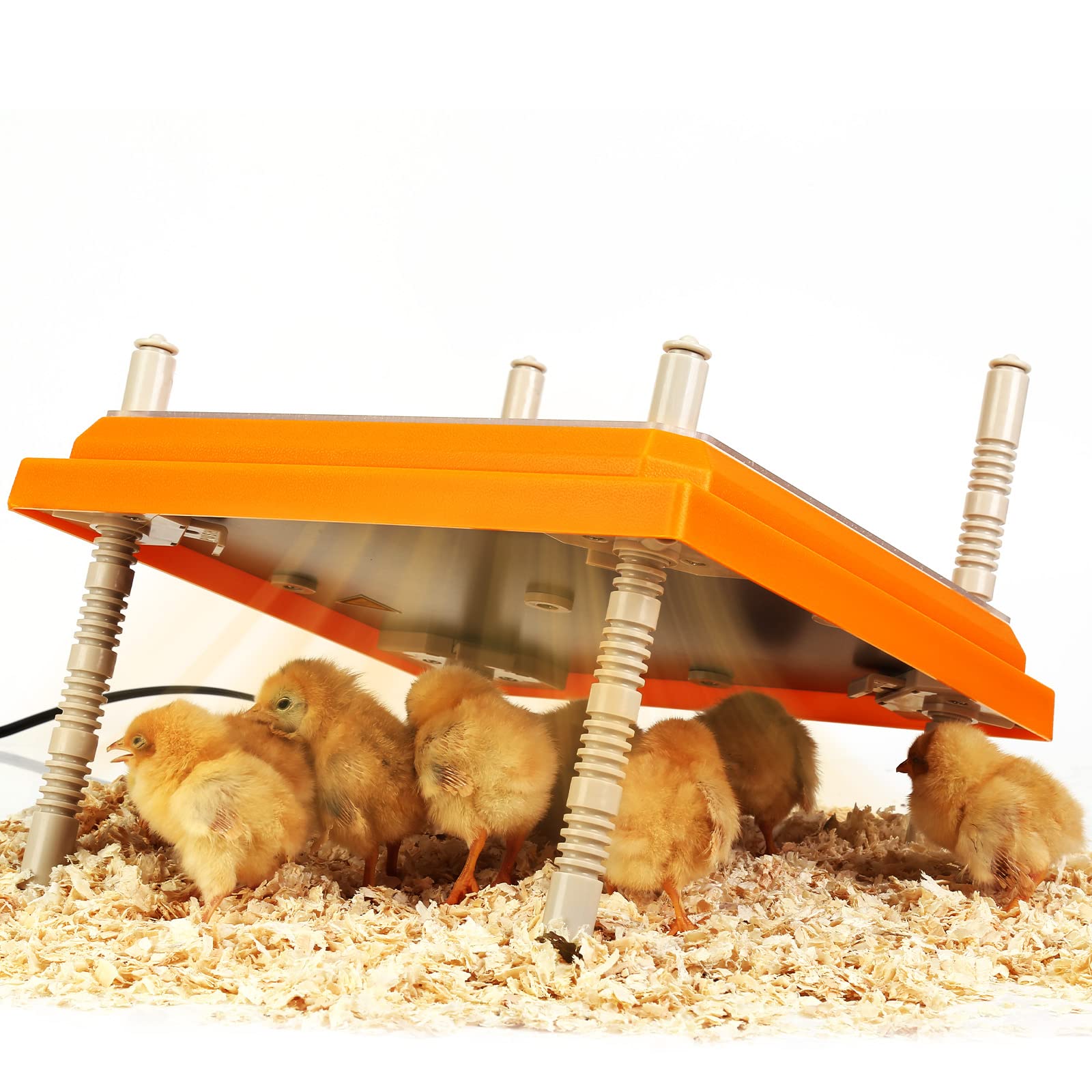 Pitalok Brooder Heater For Chicks: Chick Brooder Heating Plate With Easy- Cleaning Plate Poultry Coop Heater Chicks Warmer 12'