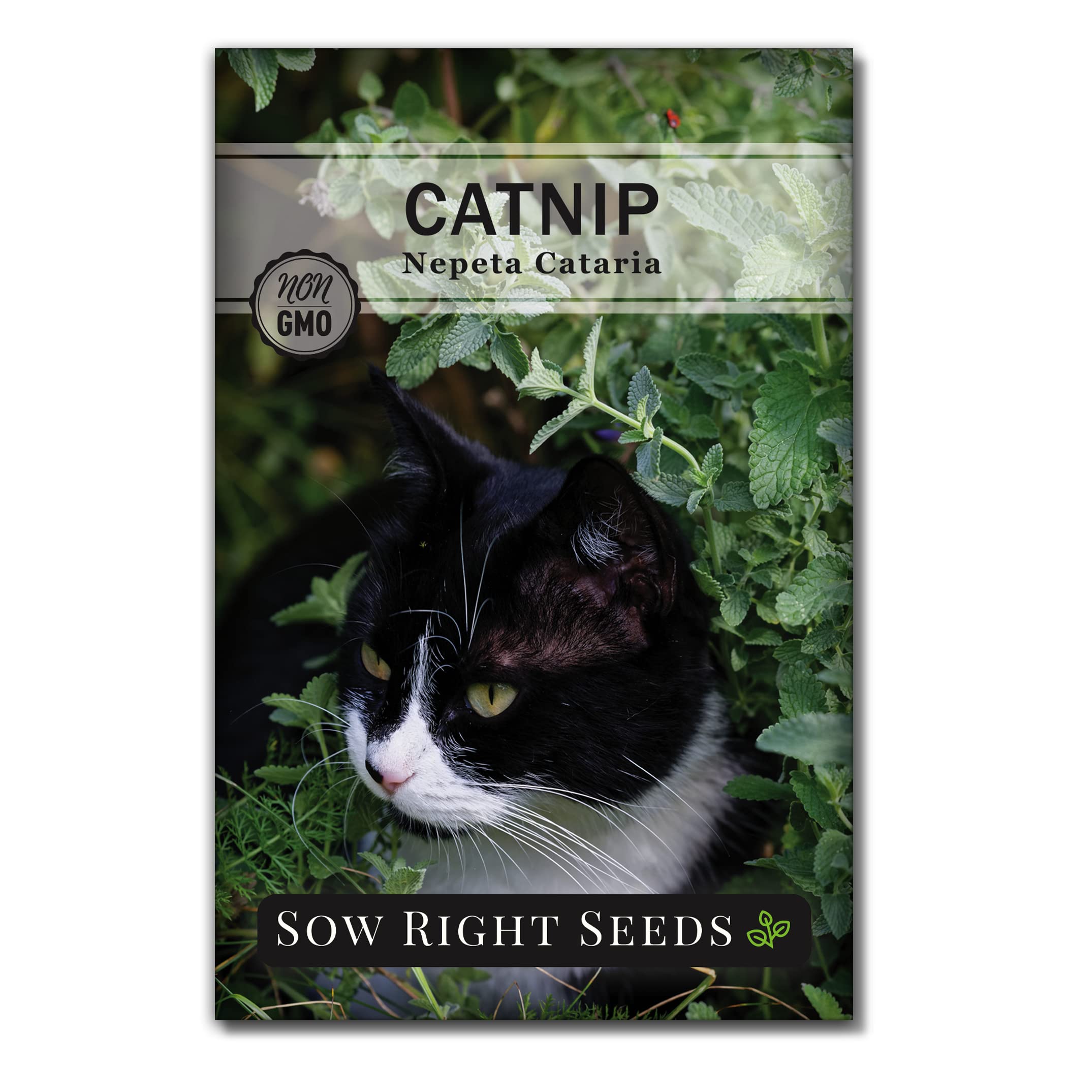 Sow Right Seeds - Catnip Seed For Planting - Popular Herb For Happy Cats - Non-Gmo Heirloom Packet With Instructions To Plant An