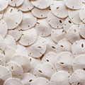 Tumbler Home Sand Dollars 50pcs - Under 1 Inch - Tiny Natural Sand Dollar - Small White Sea Shell for Crafts - Wedding Shells - 