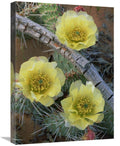 Global Gallery Plains Pricklypear Arches National Park, Utah-Canvas Art-18 x24 