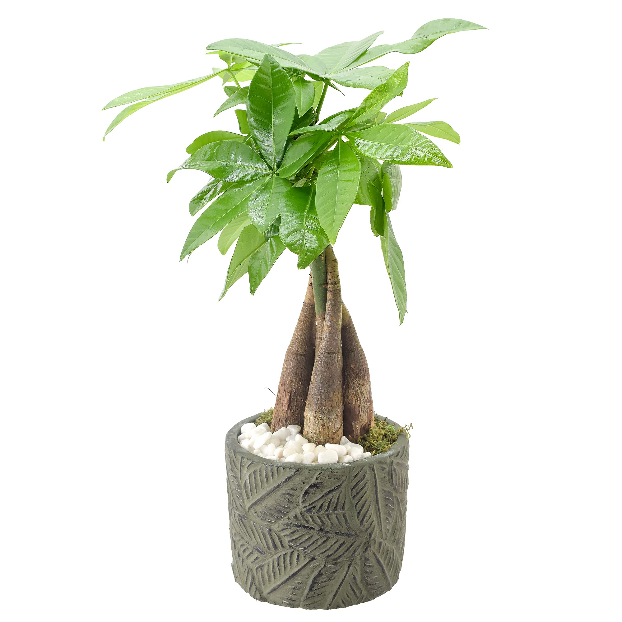 Arcadia Garden Products Lv50 Money Tree, Live Indoor Plant In Tropico Leaf Ceramic Planter For Home, Work, Or Gift, Green