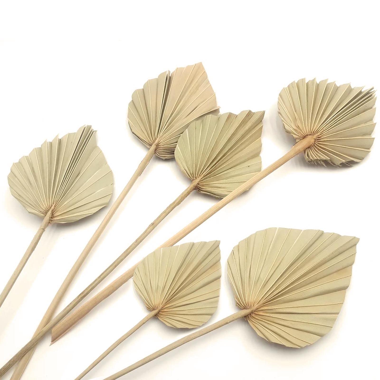 Boho Dried Palm Leaves, Small Dried Palms Plant Spears Fans, Palm Leaf with Stem for Home Office Wall Decor | Tropical Wedding F