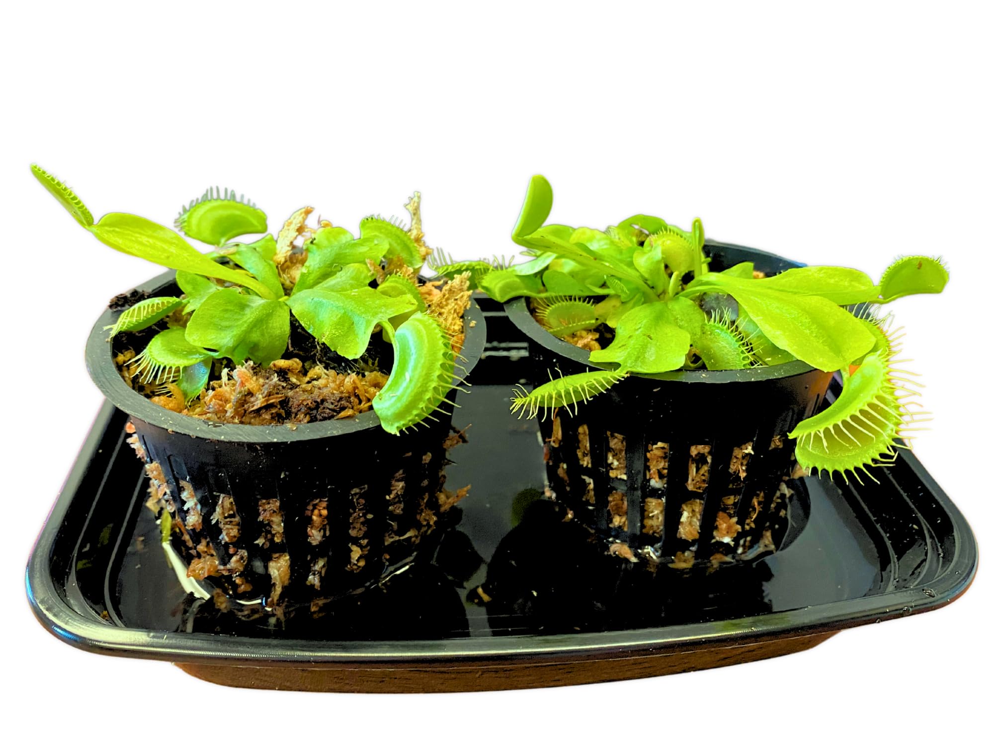 Set Of 2 Venus Fly Traps, Adult Size Live Green Venus Flytraps, Includes Water Tray, Pots, Plants, Moss, Ready To Grow, Dionaea