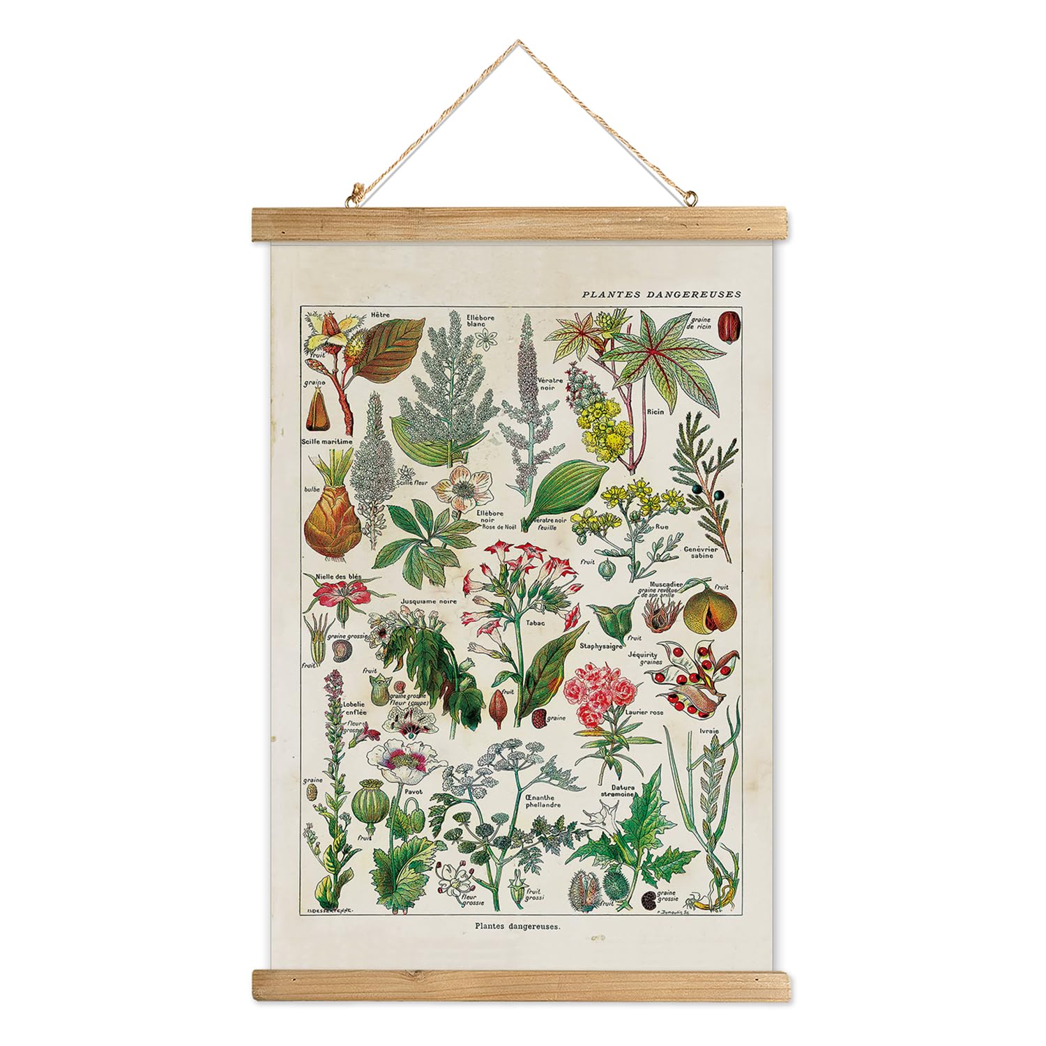 XIAOAIKA Vintage Botany Poster with Wooden Frame, Antique Poisonous Plants Chart - Botanical Educational Art with Dangerous Spec