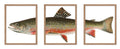 Poster Master 3-Piece Trout Fish Poster - Aquatic Print - Gift for Sailor, Fisherman, Friend - Brook Trout, Lake, Fish, Marine L