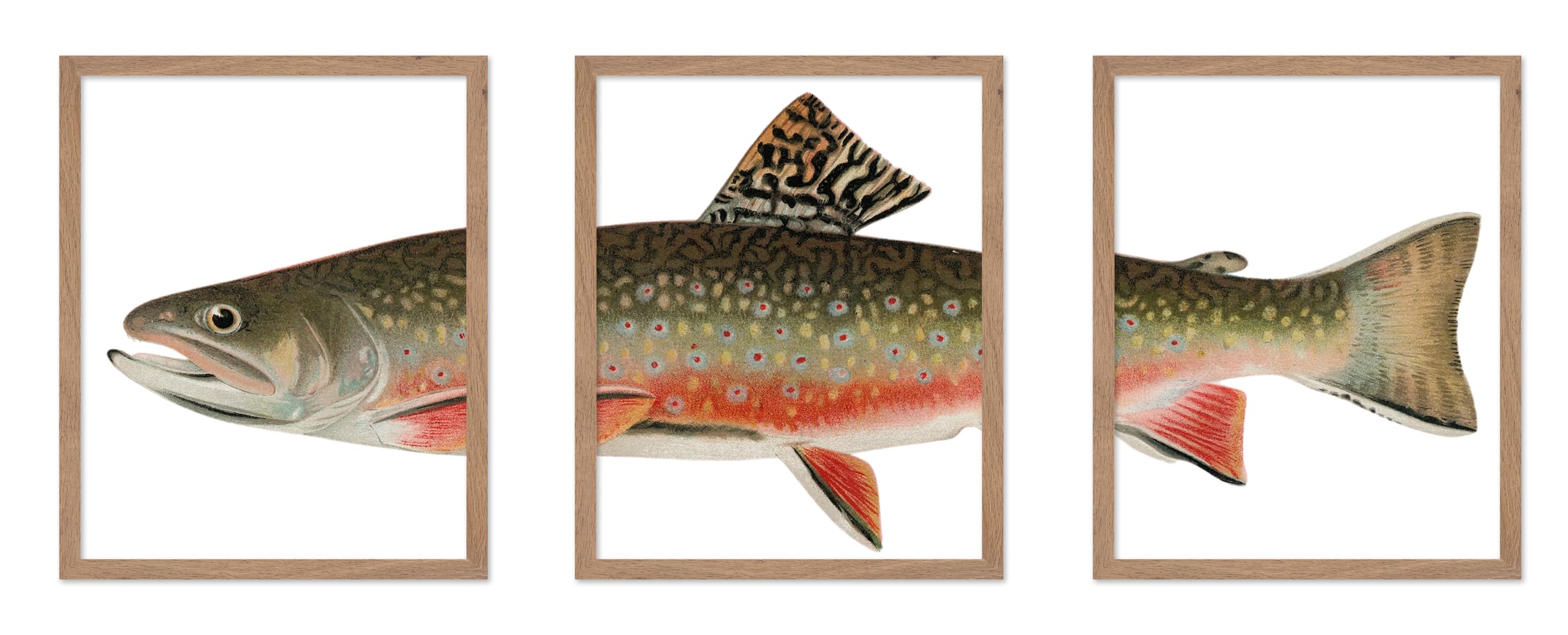 Poster Master 3-Piece Trout Fish Poster - Aquatic Print - Gift for Sailor, Fisherman, Friend - Brook Trout, Lake, Fish, Marine L