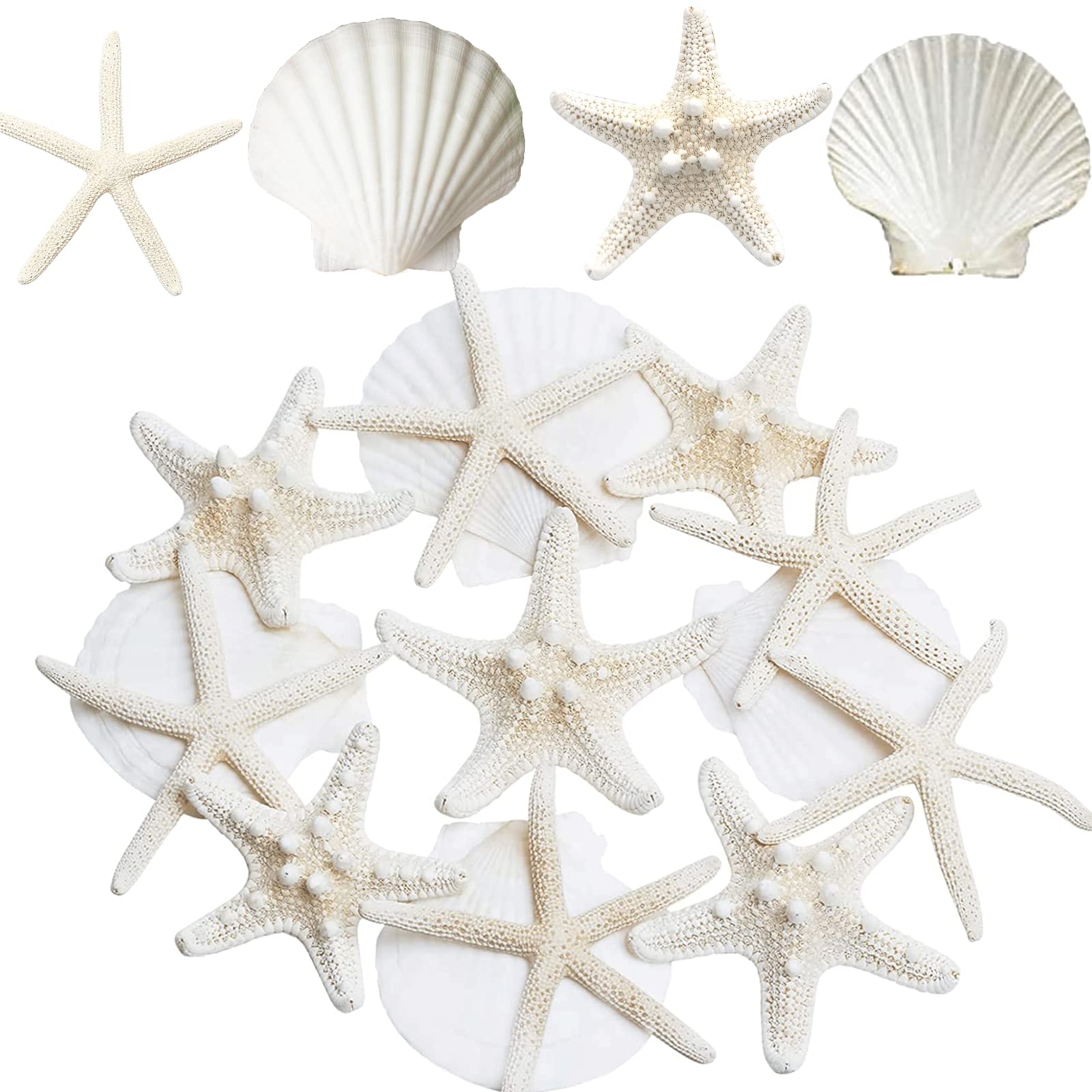 JQAQJU Starfish and Scallop Shells for Crafts 12PCS, Large Seashells 3''-4'' Bulk Sea Shells for Decor Kids Beach Theme Party Pa