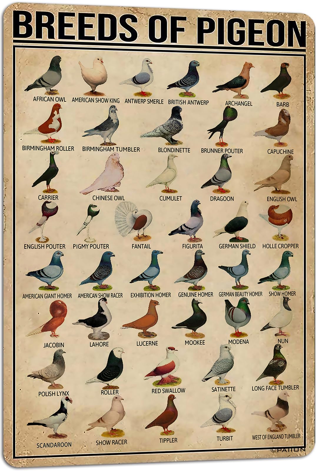 PAIION Breeds of Pigeon Metal Signs Pigeon Education Encyclopedia Knowledge Posters Wall Decor Farm Decor Home Decor Vintage Pri