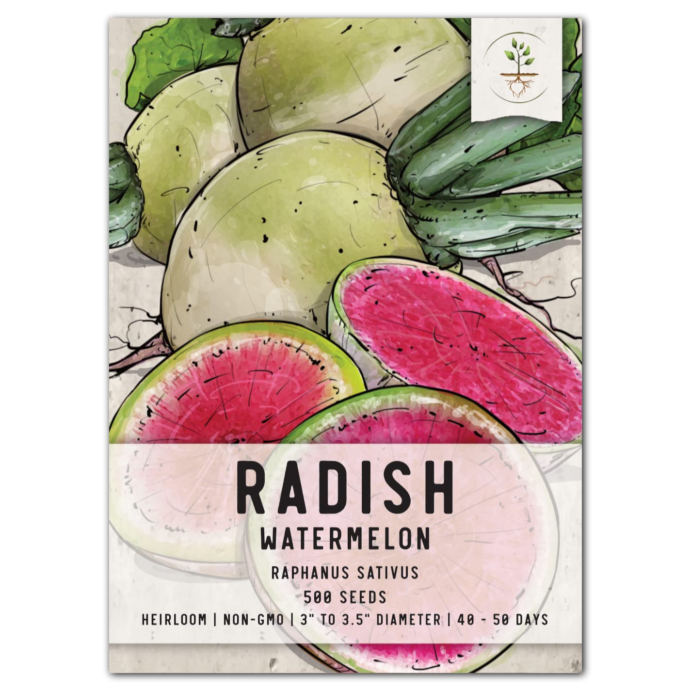 Seed Needs, Watermelon Radish Seeds - 500 Heirloom Seeds For Planting Raphanus Sativus - Non-Gmo & Untreated (1 Pack)