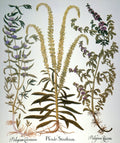 Pennyroyal And Mint 1613 Npeppermint (Mentha Cervina) Weld (Reseda Luteola) A European Mignonette Yielding Yellow Dye And Pennyr