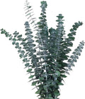 Dried Eucalyptus Bundle Real Eucalyptus Stems - 12 Pcs / 17 inch Fresh Natural Eucalyptus Branches for Home Decor Flower Arrange