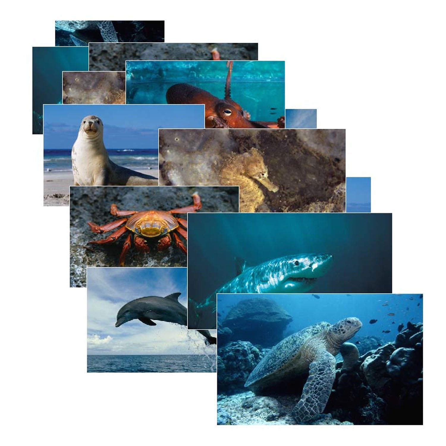 Stages Learning Sea Life Posters, Multicolor