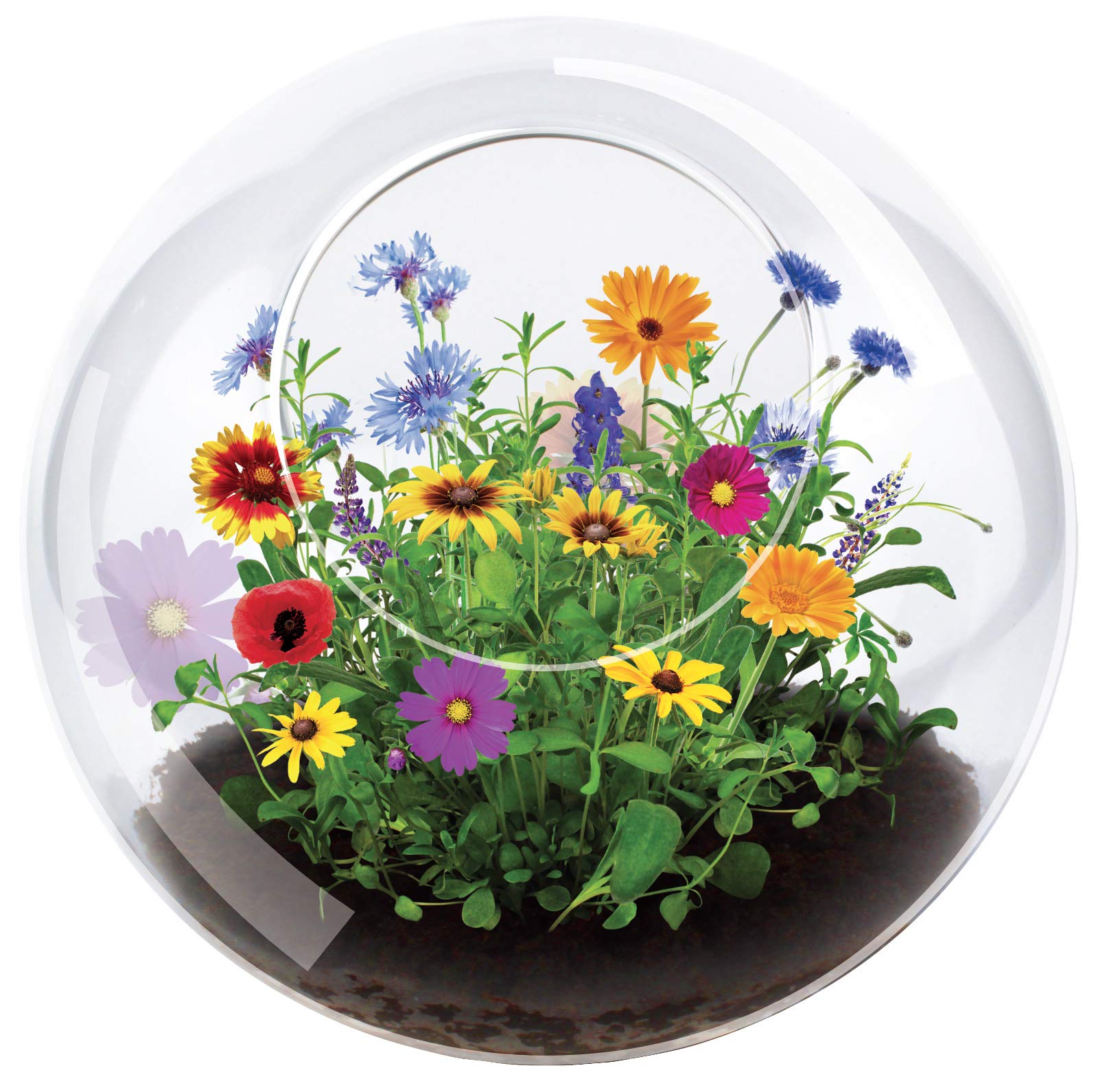 Blossom Your Own Wild Flower Terrarium By Unique Gardener - Quick Blooms, Easy Care - Perfect For Home Or Office!