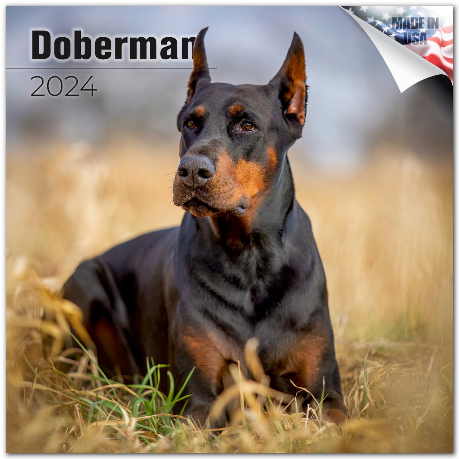 2023 2024 Doberman Calendar - Dog Breed Monthly Wall Calendar - 12 X 24 Open - Thick No-Bleed Paper - Giftable - Academic Teache
