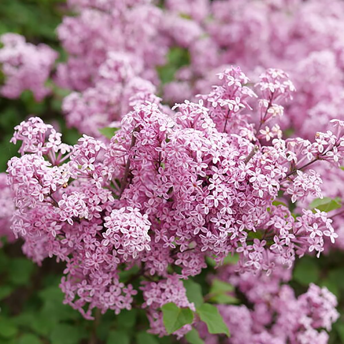 Bloomerang Purpink Reblooming Lilac - Syringa - 4' Pot - Proven Winners