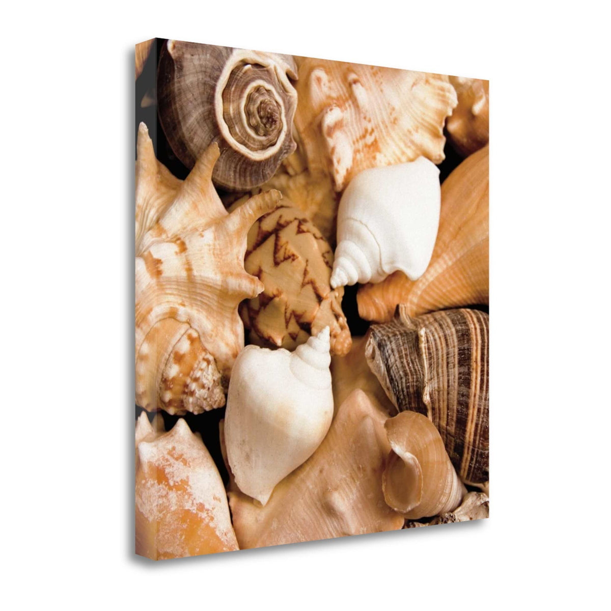 22' Bohemian Coastal Collection of Seashells Print on Gallery Wrap Canvas Wall Art