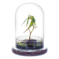 NCYP Glass Dome with Air Hole - 5.9 x 5.9 x 8.2 Inches - Glass Cloche Bell Jar with Base - Home Tabletop Display Clear Terrarium