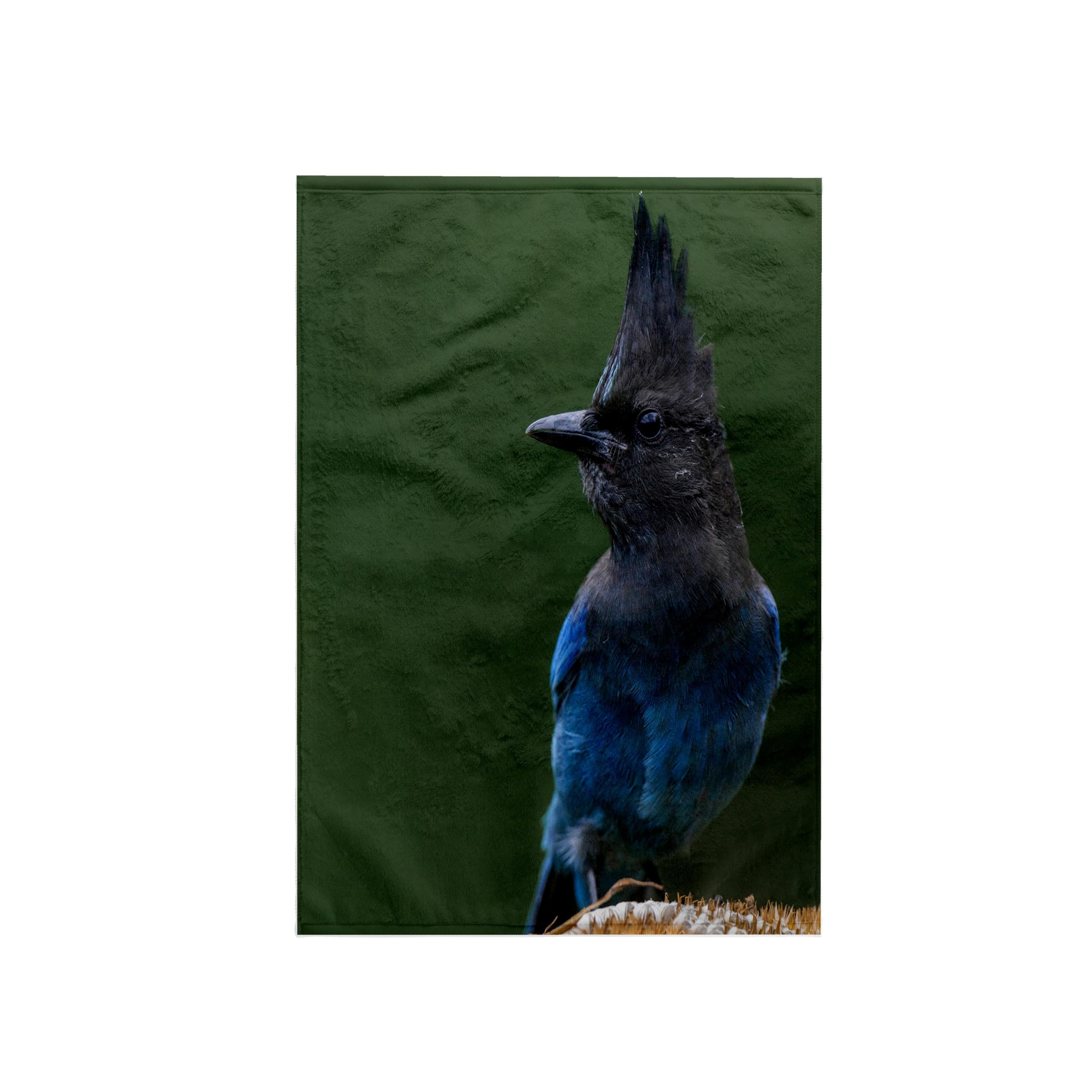 3dRose Towel - Washington. Stellers Jay collects Sunflower Seeds from a Garden. - 15 by 22-inches (TWL_279695_1)