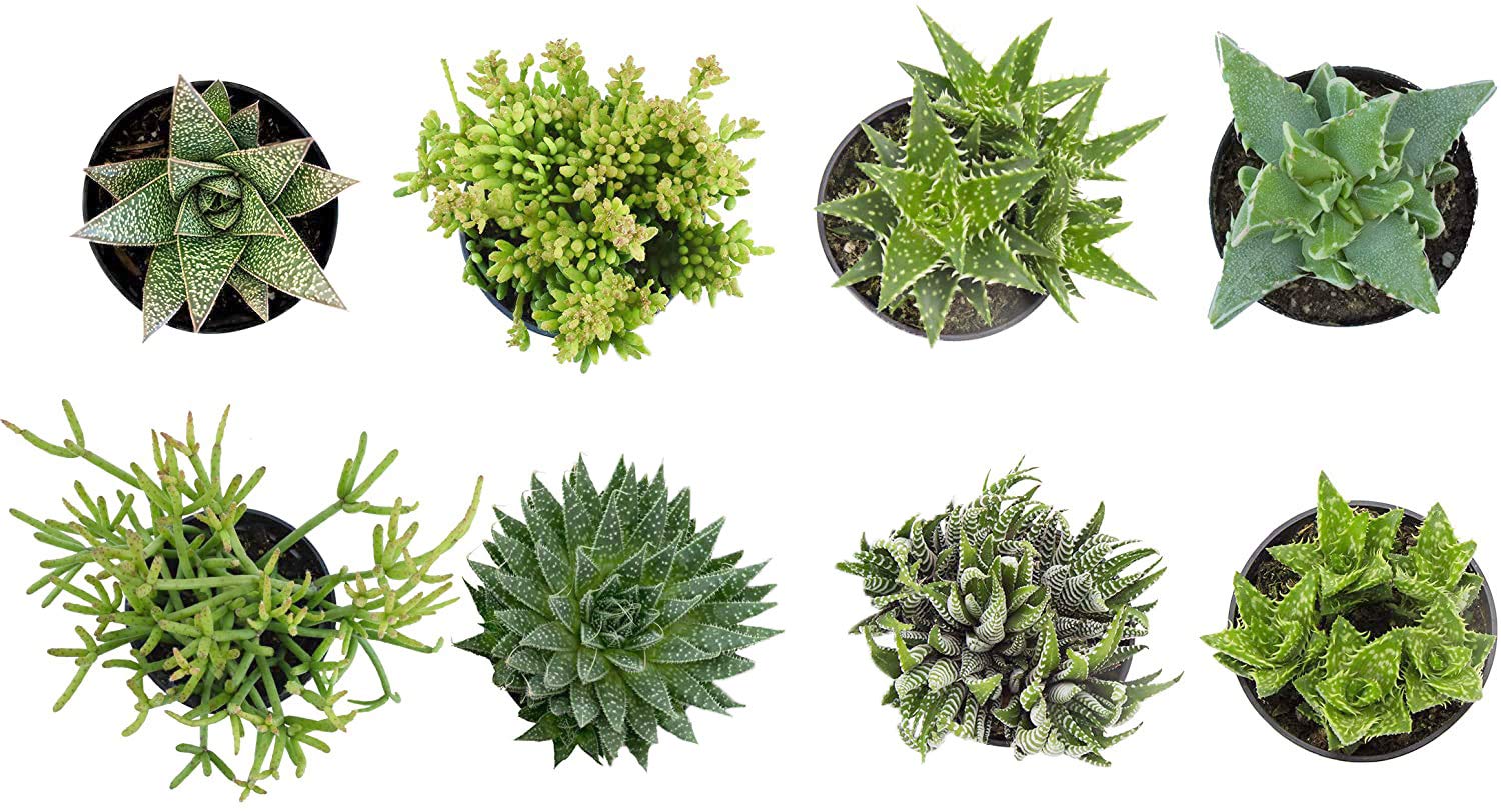 Altman Plants, Assorted Succulents Plants Live Houseplants (8Pk), Succulent Plants Home Office Plants Live Indoor Plants, Live P