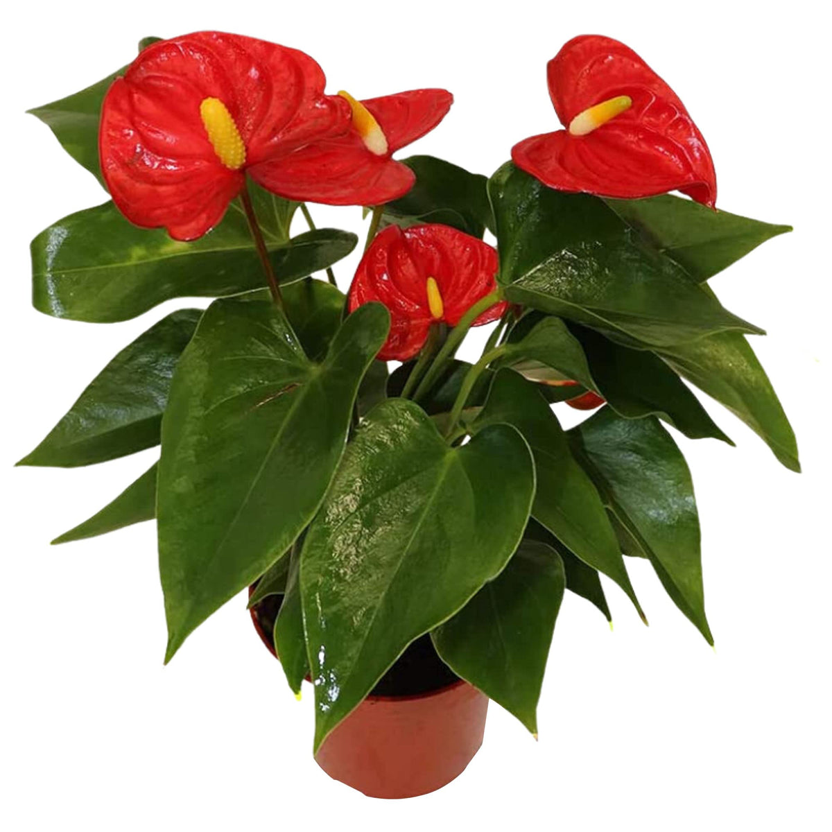 California Tropicals Anthurium Red - Live House Plants Indoor, 4 Inch Pot For Easy Care, Perfect For Office, Home & Flamingo Dec