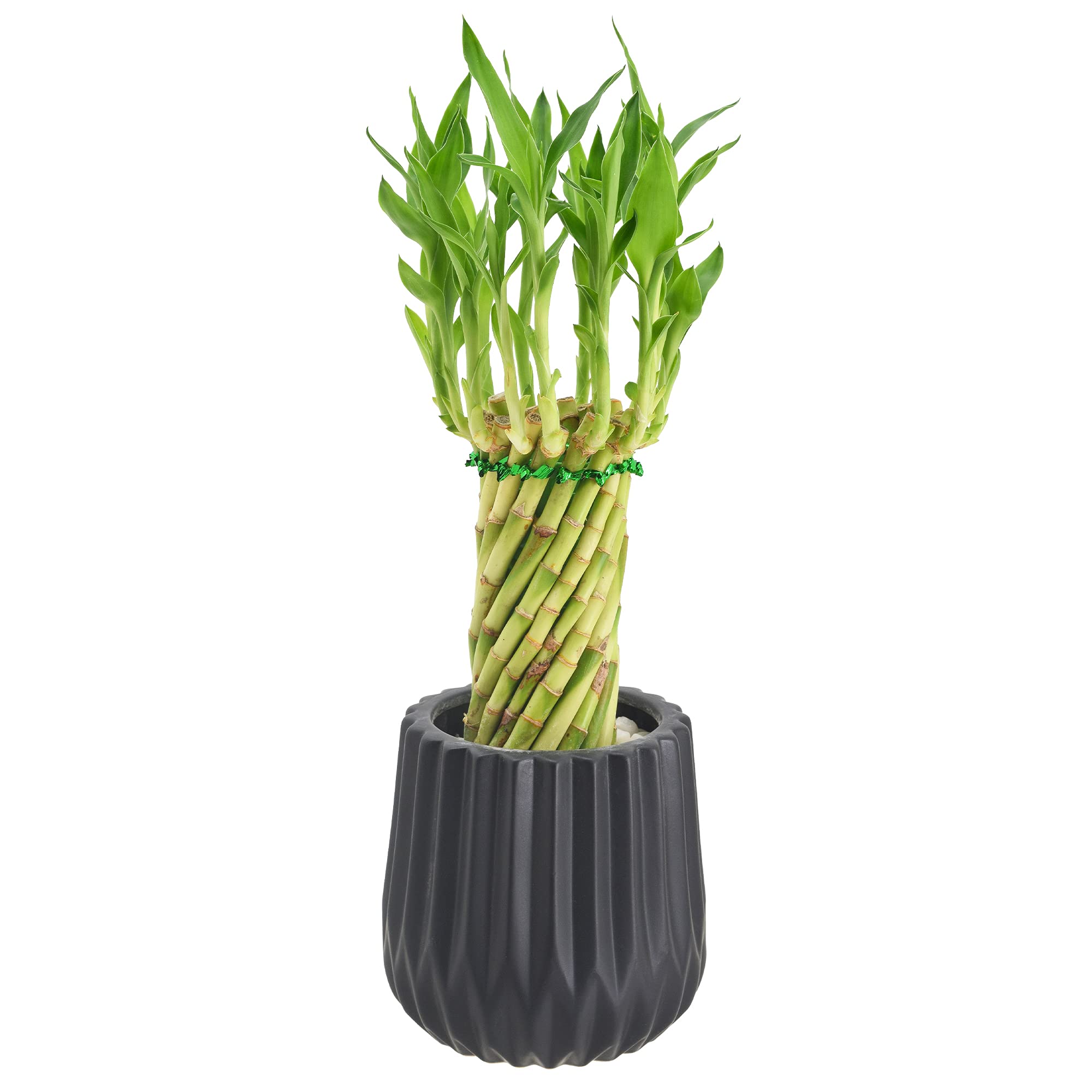 Arcadia Garden Products Lv36 Tornado Lucky Bamboo, Live Indoor Plant In Classica 2.0 Ceramic Planter For Home, Work, Or Gift, Bl
