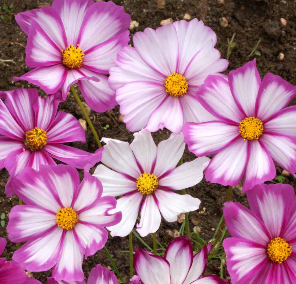 Cemeha Seeds - Cosmos Picotee Mix Annual Flowers For Planting