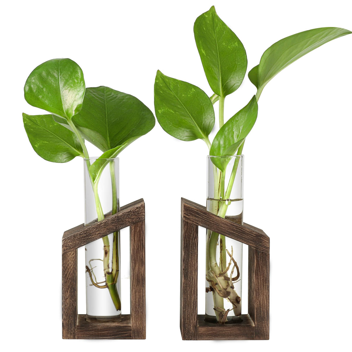 Ivolador Test Tube Glass Plant Terrarium Container Perfect For Propagating Hydroponic Plants Home Office Garden Decor Wedding (H