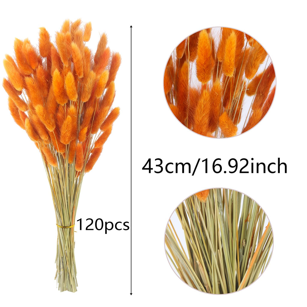 Cisdueo 120Pcs Dried Bunny Tails Flowers Orange Lagurus Ovatus Tail Dried Flowers Pampas Grass Natural Dried Floral Arrangement