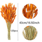 Cisdueo 120Pcs Dried Bunny Tails Flowers Orange Lagurus Ovatus Tail Dried Flowers Pampas Grass Natural Dried Floral Arrangement