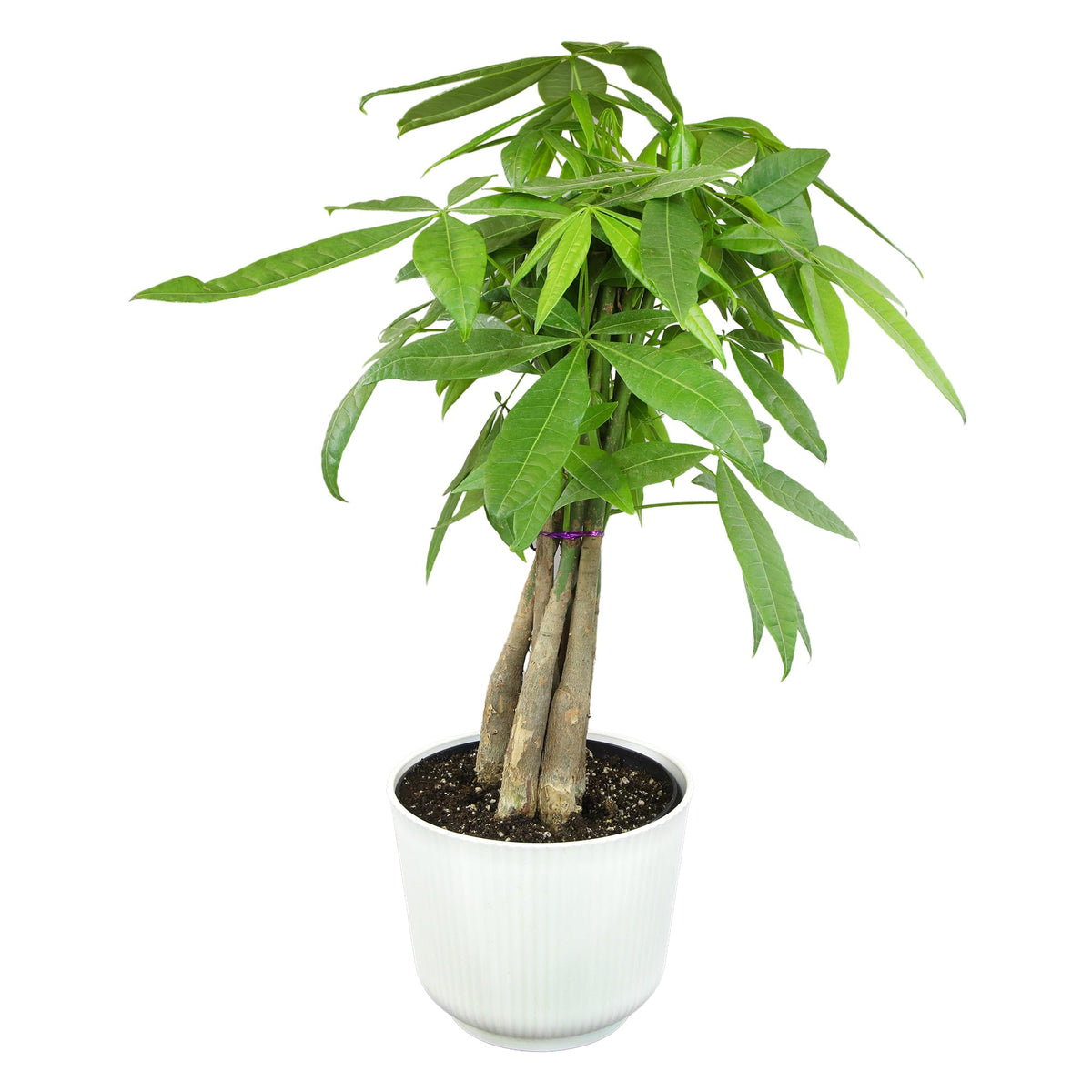 Altman Plants Money Tree Plant Decor (Approx. 1.5 Feet Tall) With 6 Inch White Plant Pot, Pet Friendly Plants, Easy Plant Gift,