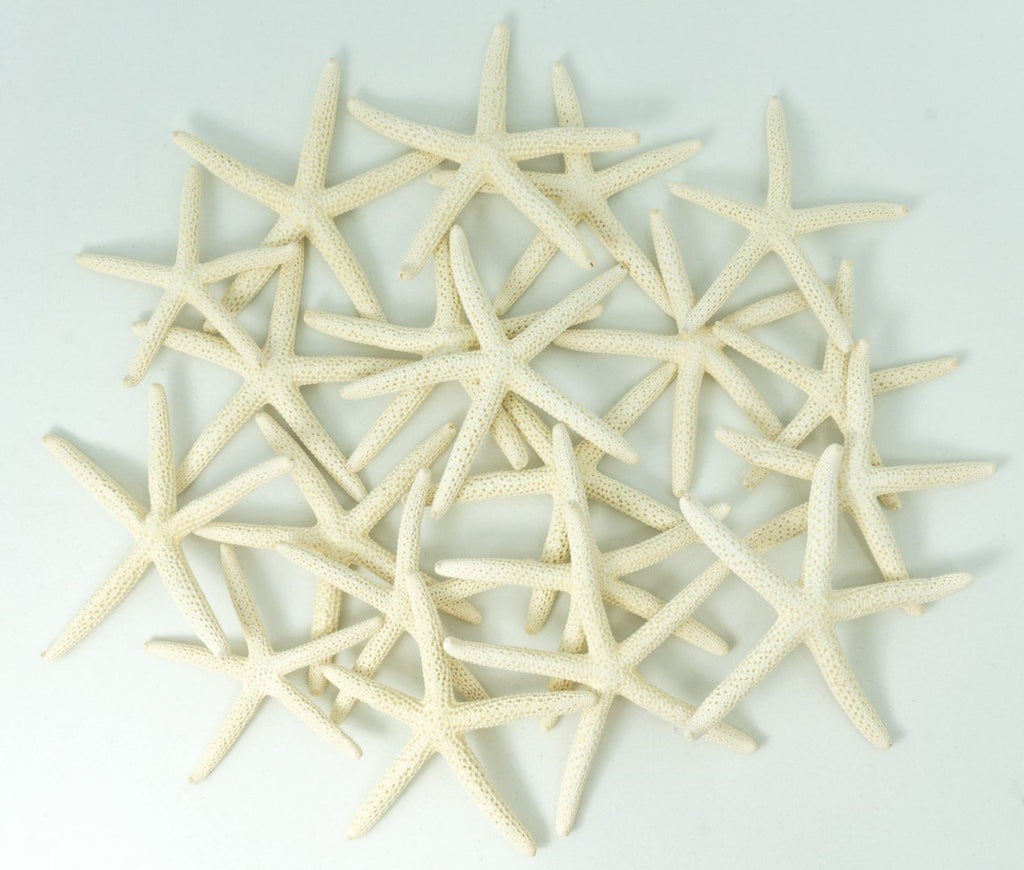 Starfish Decor - Star Fish For Craft - 20Pk Real 2-3'' White Sea Stars - Beach Wedding Decor - Coastal Party Decorations - Seash