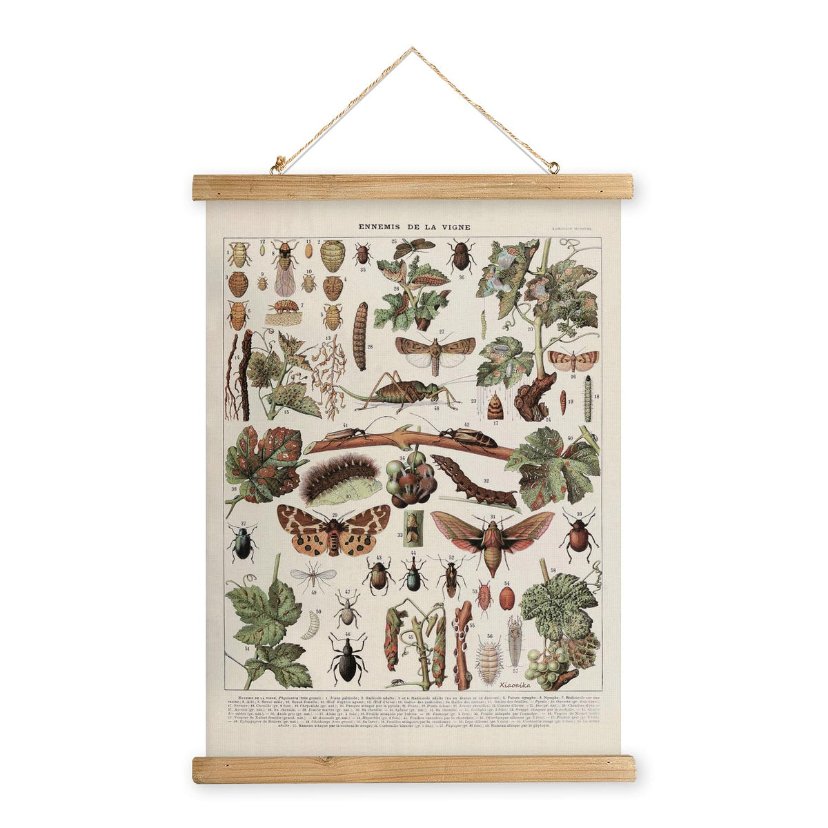 XIAOAIKA Vintage Vineyard Pests Identification Chart - Rustic Wall Hanging Educational Poster with Wooden Scroll Frame - Ideal f