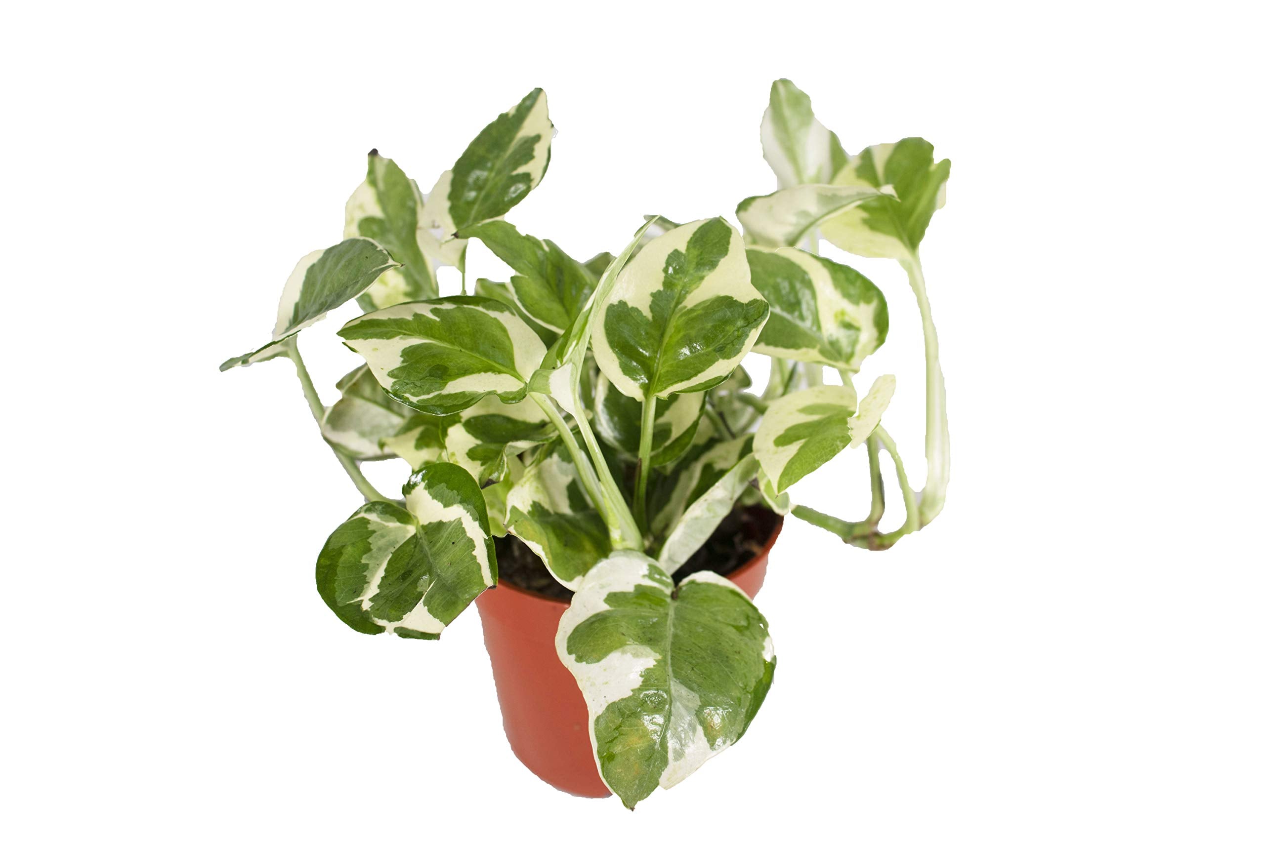 California Tropicals Pothos 'N Joy - 4' Live Plant - Variegated White And Green Leaves - Easy To Care For - Perfect For Indoor