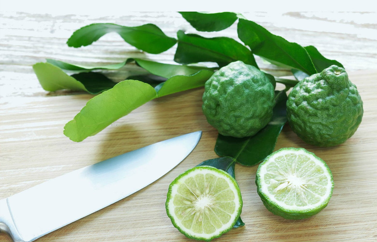 Kaffir Lime Tree - Fruit Bearing Size - 5' Pot - No Ship Tx,Fl,Az,Ca,La,Hi
