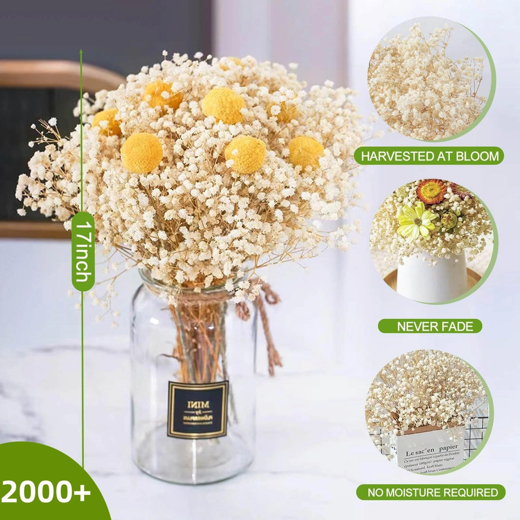 2000+ Dried Babys Breath Flowers Bulk - 17'' Ivory White Dried Flower Bouquet, Real Natural Gypsophila Branches For Vase Filler,