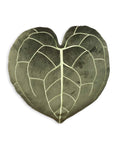 Green Philosophy Co. Plush Leaf Pillow 3D Accent Clarinervium Leaf Throw Pillow For Couch Sofa Living Room Home Decor For Plant
