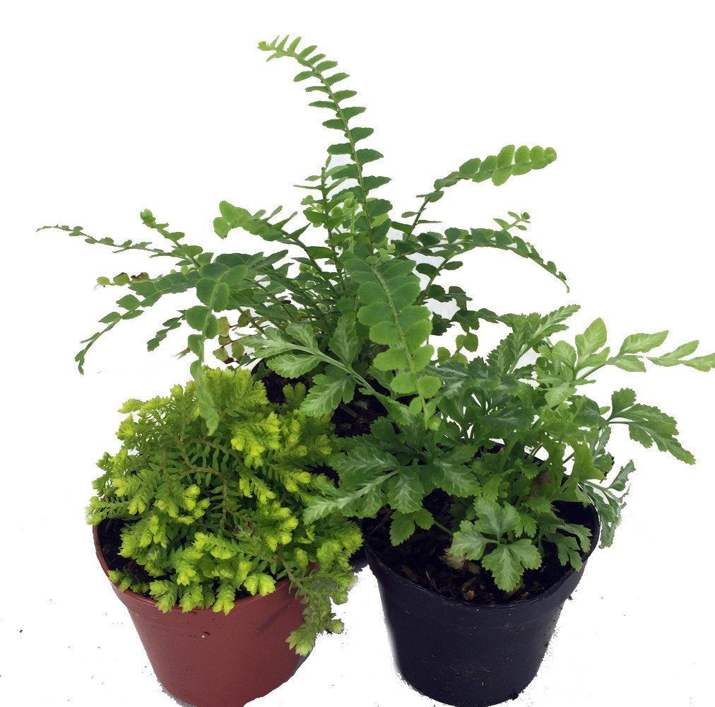 Mini Ferns For Terrariums/Fairy Garden - 3 Different Plants-2' Pots