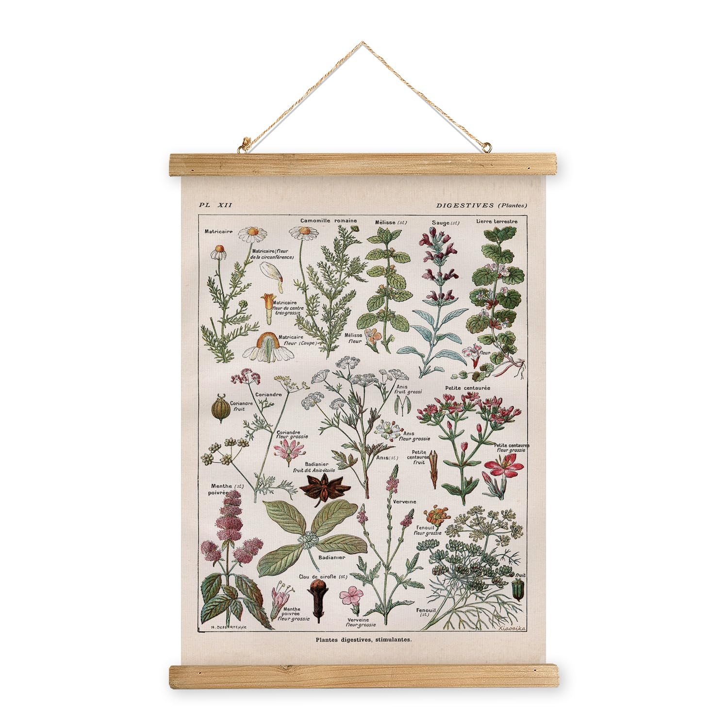 XIAOAIKA Vintage Botanical Herbs Illustration Poster - Retro Medicinal Plant Chart with Wooden Frame - Educational Herbal Refere