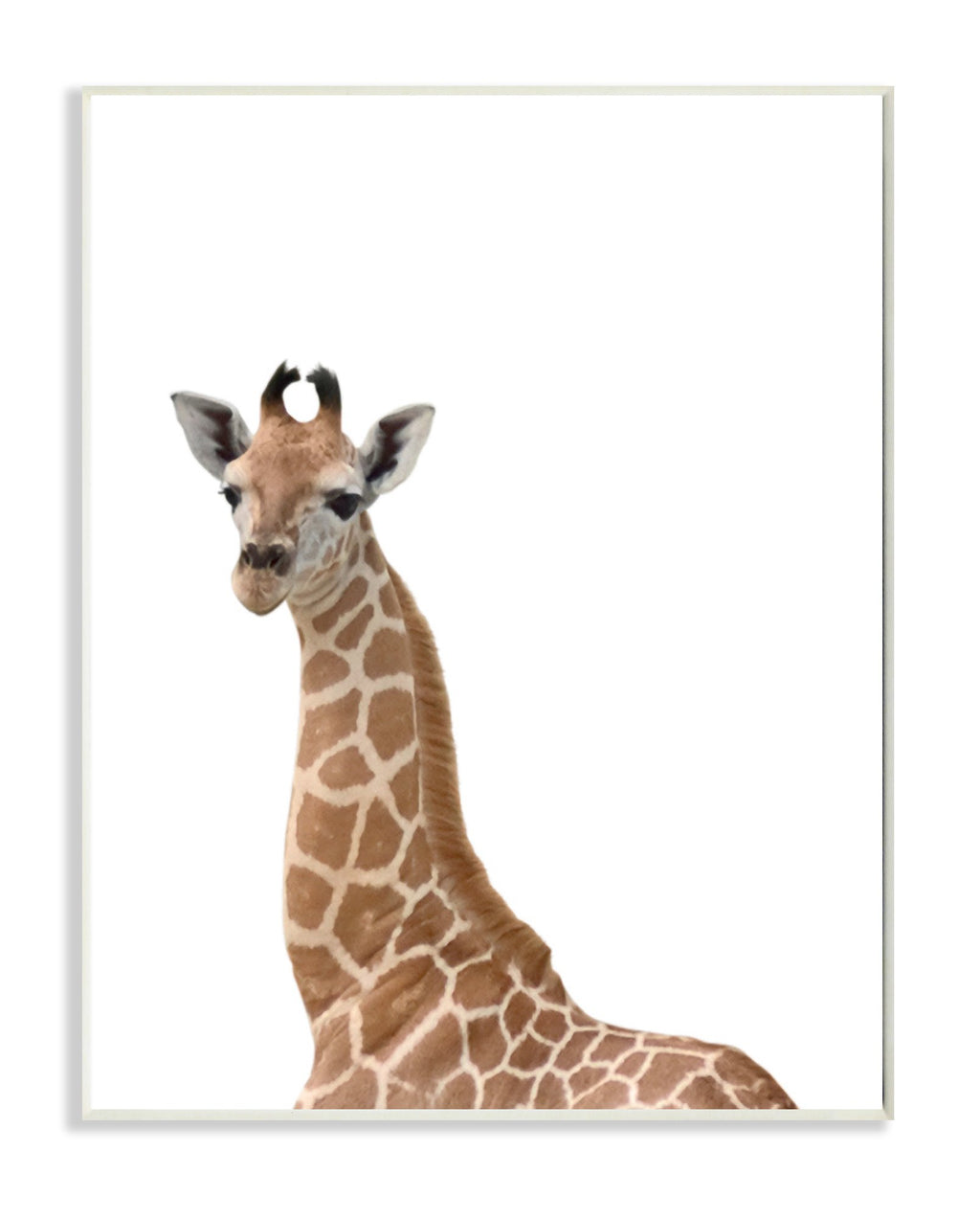 Stupell Home D  cor Baby Giraffe Studio Photo Wall Plaque Art, 10 x 0.5 x 15, Proudly Made in USA
